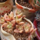 프리티쥬 이미지