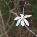 목련Magnolia kobus DC.(목련과 목련속) 이미지