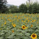 플로피아 이미지