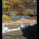 개가 너무 똑똑해서 역대급으로 구조 힘들었던 이번주 동물농장 방송.jpg 이미지