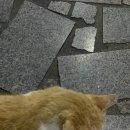 데파트 동물병원 이미지