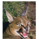 프렌즈동물병원 이미지