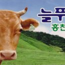 홍천한우 이미지