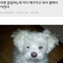 해피