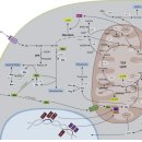 Re:Therapeutic targeting of glutaminolysis as an essential strategy to combat cancer 이미지