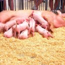 행복한 돼지 - 사하구 | 행복한 돼지