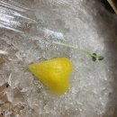 건대 구의 자양동 횟집 바다회포차 로컬 맛꿀마 맛집 후기