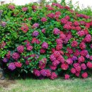 종달리수국길 이미지