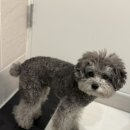 댕댕이 머리하는 날 이미지