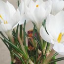 그린인테리어 홈가드닝 이미지