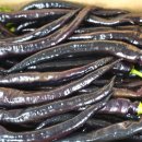 광재농장 이미지