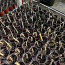 은혜과일 이미지