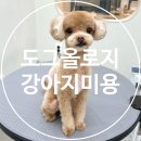 텐즈힐 애견미용 이미지