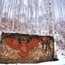 자작나무 이미지