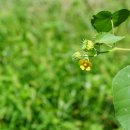 어저귀 Abutilon theophrasti Medik. [비추천명 : 모싯대,오작이,청마] 이미지