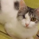 커피타는 고양이 이미지
