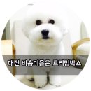 트리밍박스 | 대전 비숑미용 전문 유성 트리밍박스 솔직후기.
