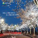 평화박물관 벚꽃맞이 야간개장 버스킹 공연 연합뉴스