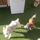 486독캠프 | 고민할 이유가 없었던 최고의 부산애견호텔링서비스 486독캠프 이용후기!