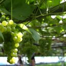 천운농장 이미지