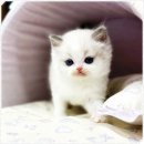 애니멀즈 강아지분양 고양이분양 대전점 | 대전고양이분양 애니멀즈