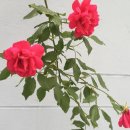프롬디 이미지