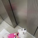 애지중지애견카페 이미지