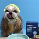 닥터랄랄라 이미지