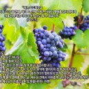 욕망의 열매 이미지