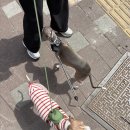 [레오의 리뷰] 김포 운양동 애견 동반 카페 &#39;어딕트 커피&#39; 새벽 영업 신상 카페 내돈내산 솔직후기