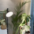 팜텍 | 히포팜텍 식물LED 실사용 후기, 자연광 부족한 집이라면 이거 하나면 끝!