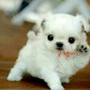 바람난강아지 이미지