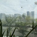 35~엘베 방3화2 실22평 입주, 집좋아요....6.3억 이미지