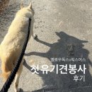 (주)두인어스 | 파주 유기견봉사 후기 (feat.옐로우독스x픽스니스 픽스어스)