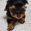 강아지 분양 실키 태리어 (Silky Terrier) 6주 이미지