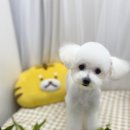 견생 이발소 이미지