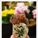 롤리폴리 이미지