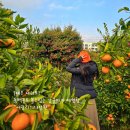 서광리-5 | 제주 감귤체험 추천 서광리123정원 동백꽃과 함께 감귤따기