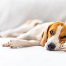 위너스동물병원 이미지