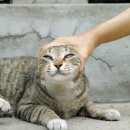 행복한고양이 이미지