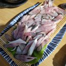 다미포차 이미지