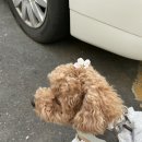 변원석 | 벚꽃앤딩