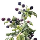 보테니컬 이미지