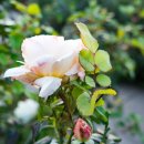 동일로163길 (18) 이미지