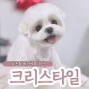 크리스타일 | 쌍촌동 애견미용 추천 크리스타일! 말티즈 스포팅 미용 만족후기