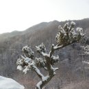 산새소리물소리 이미지