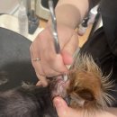 마이뷰티독 이마트 월계점 이미지