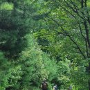 원주굽이길 2코스 700년노송길 이미지