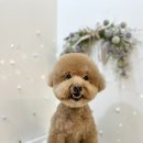 그루머제인 이미지