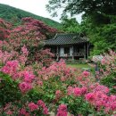 진분홍 배롱나무꽃으로 수놓은 황홀한 여름, 담양 명옥헌 원림 이미지